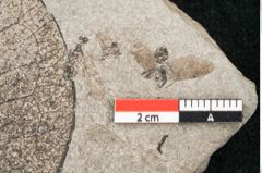 Foto (Detailansicht) von Malpighiastrum byrsonimaefolium Unger (NHMW-GEO-2024-0188-11433)